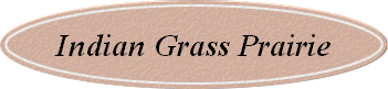 Indian Grass Prairie